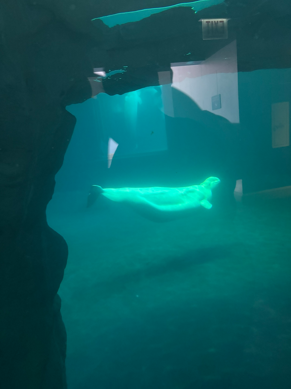 Now for a underwater view