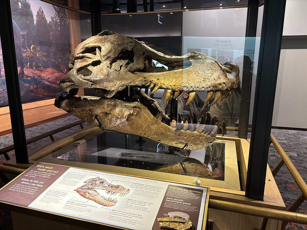 And we have made it to the original Sue Dinosaur!