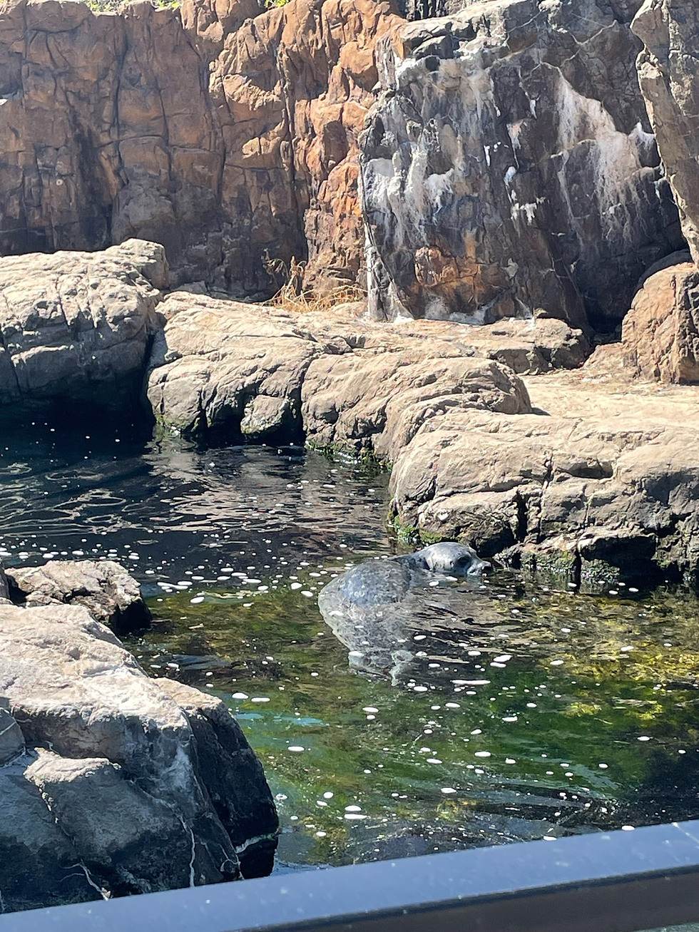 The First Thing we Find is a Seal!