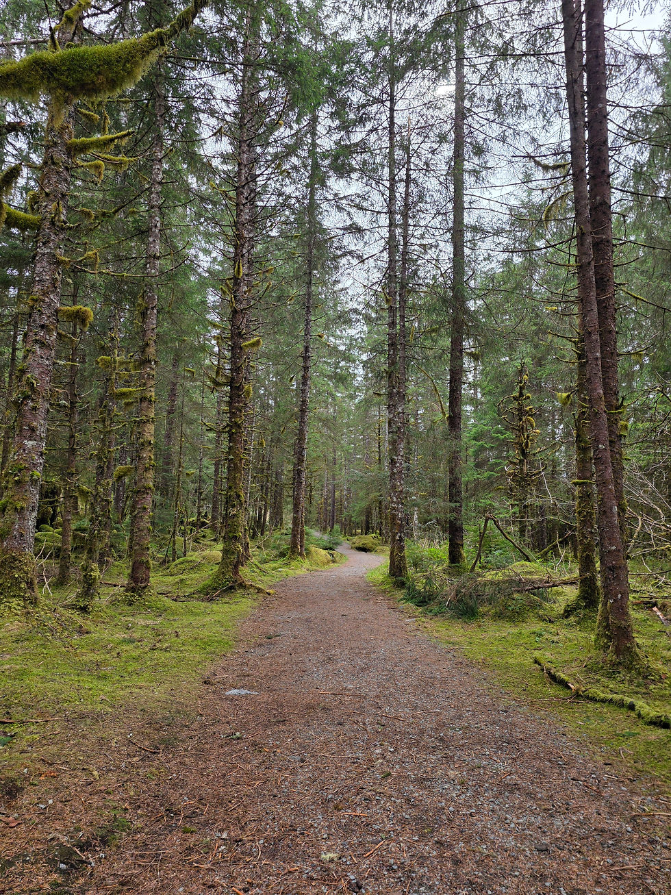This Reminds Me Of Walking Through Middle Earth Through The Forests