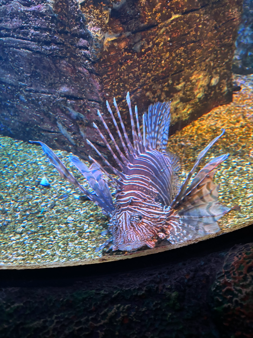 A Lion Fish is Amidst!