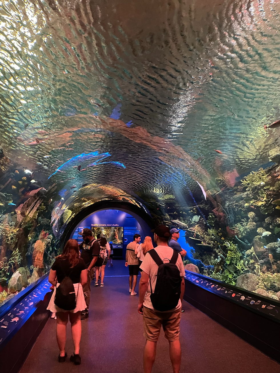 Enjoying The Sea life at The New York Aquarium