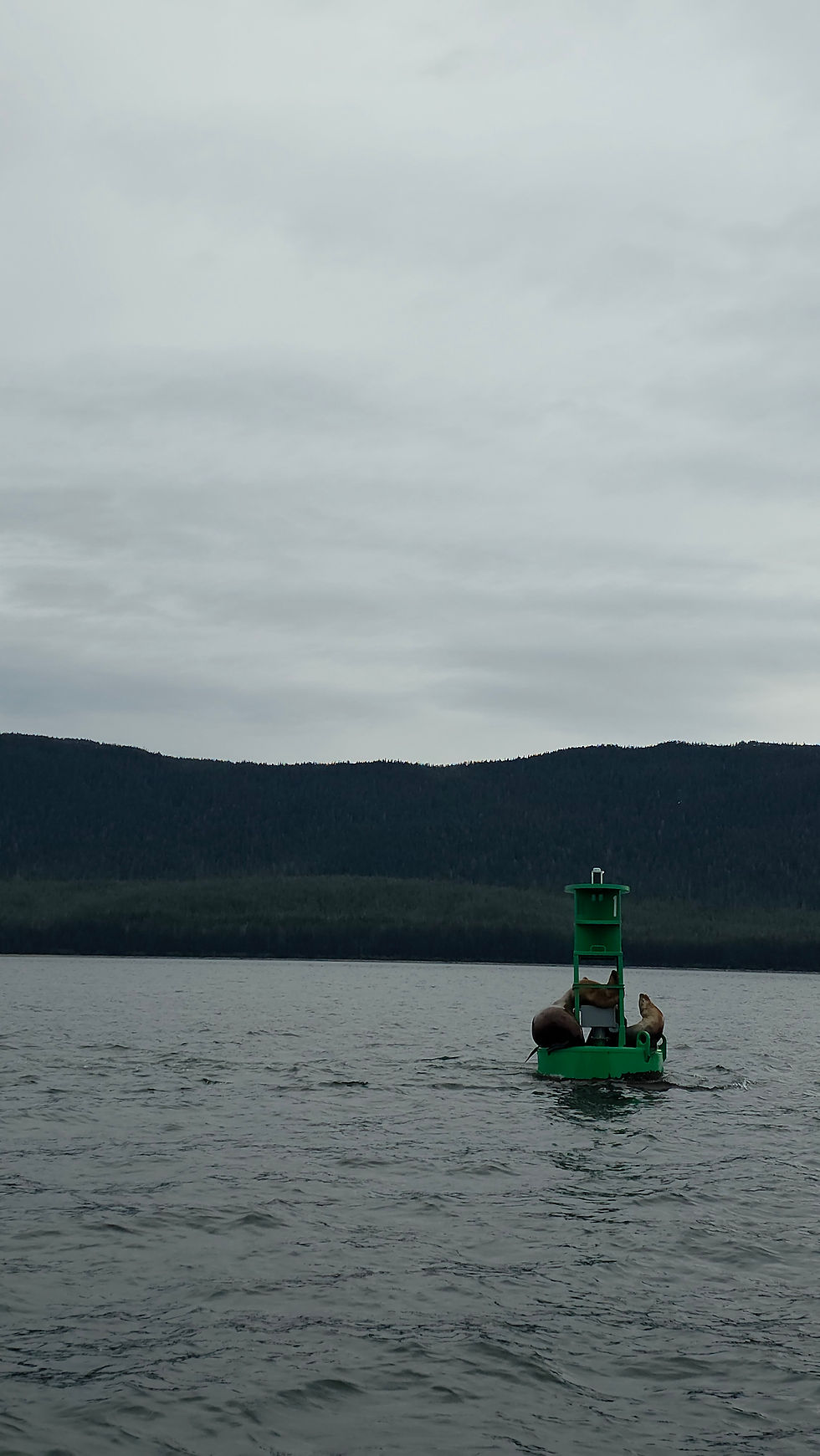 To Wrap Up The Day, Here Are Some Seals On A Buoy!