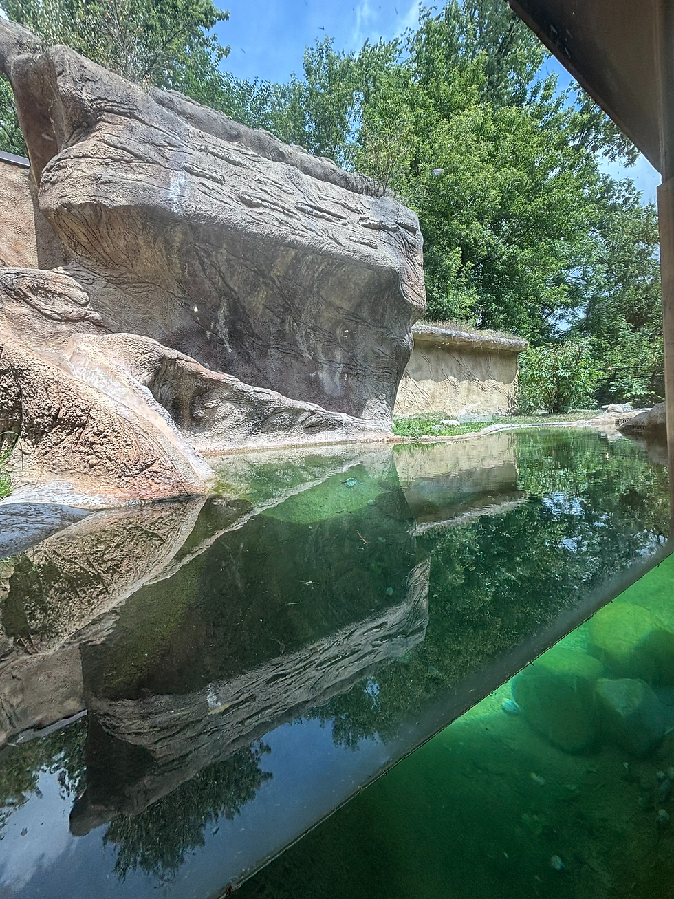Unfortunately, No Otters Today