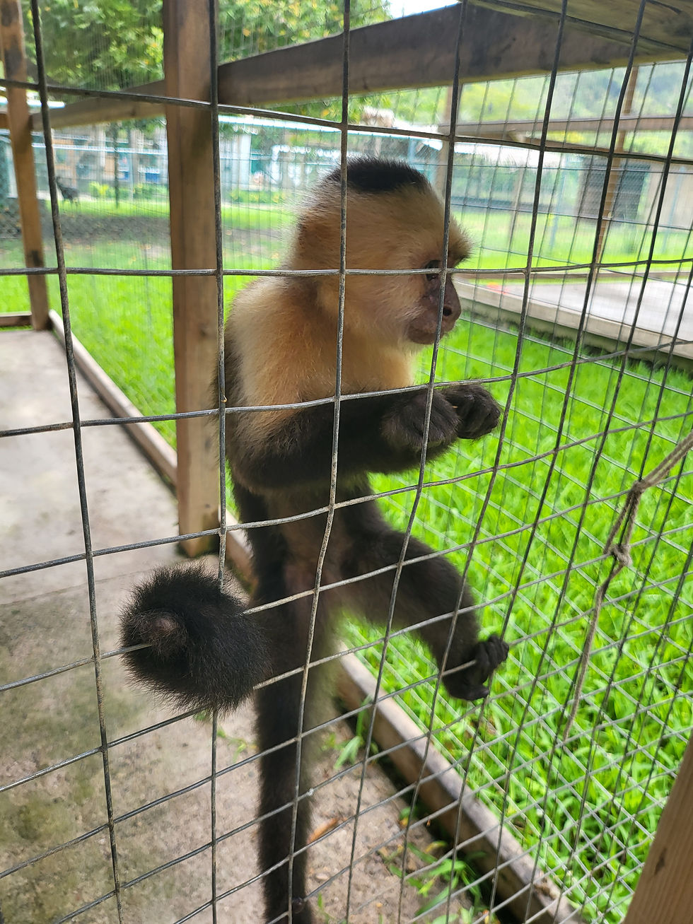 You Also Get To Feed The Monkeys As Well!