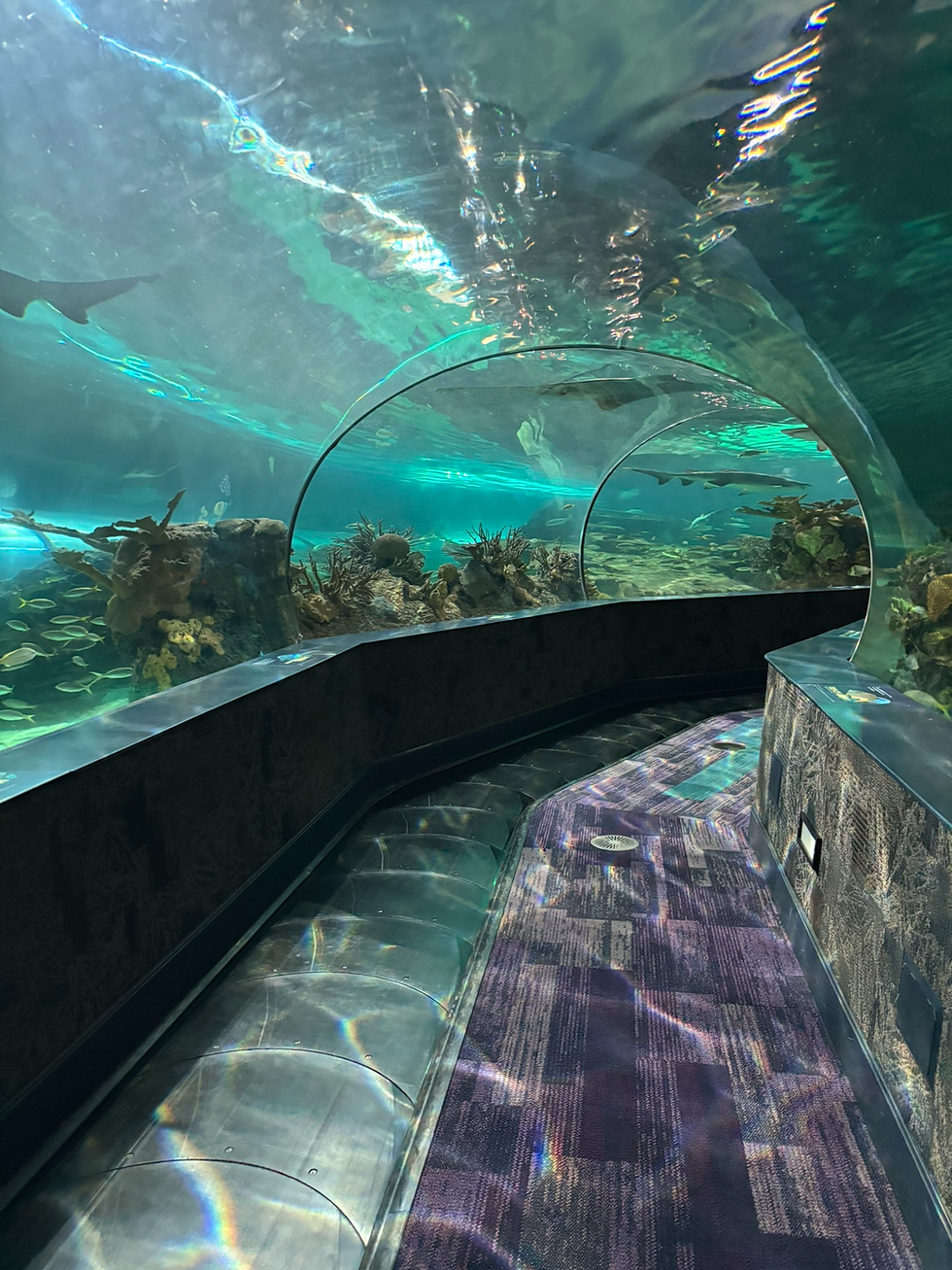They also have a tunnel that goes underwater that has a moving sidewalk