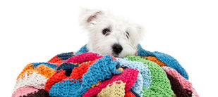 Tips on keeping your dog warm in cold weather.