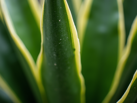 Discover the Beauty of Indoor Plants