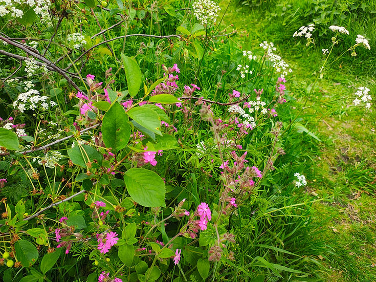 IMG_20260523_red_campion.jpg