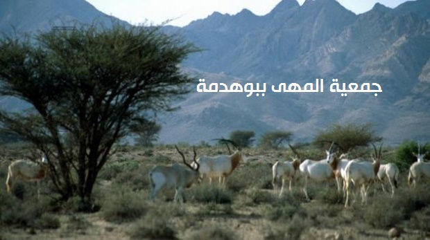 le-parc-bouhedma-serait-en-danger