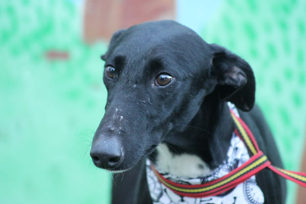 ANUBIS EN LA PERRERA (16).JPG