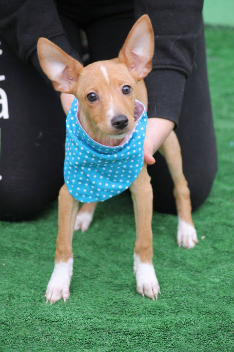 IKER CACHORRO PODENCO (5)