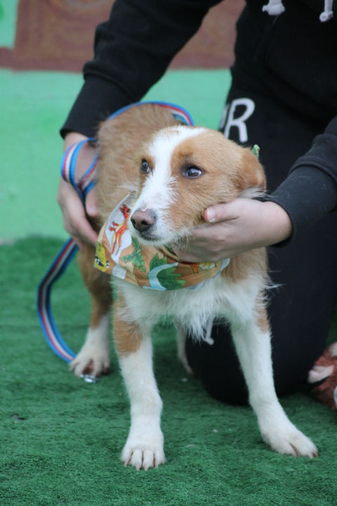 CANELO (4)