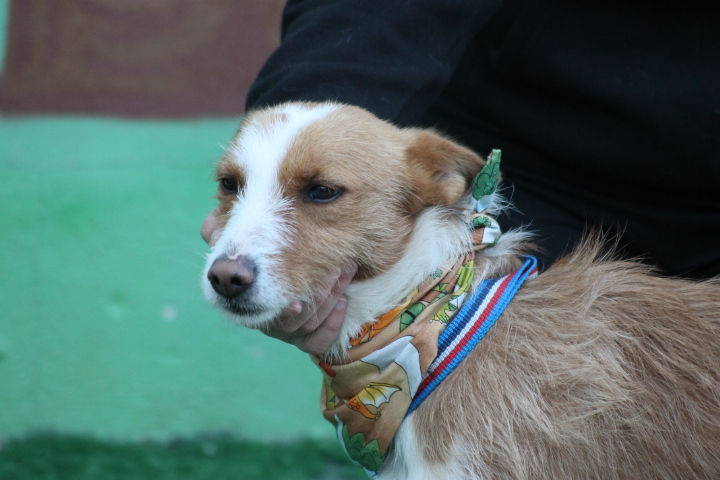 CANELO (3)