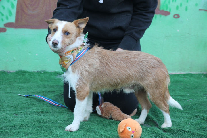 CANELO (2)