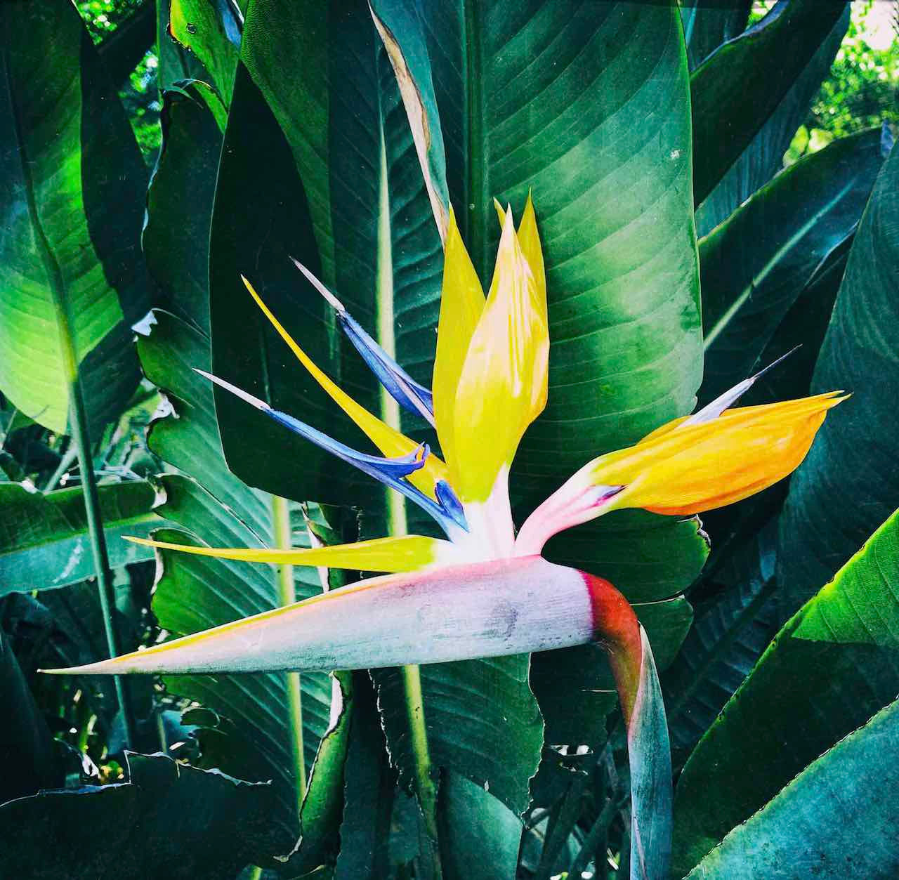 Bird of Paradise