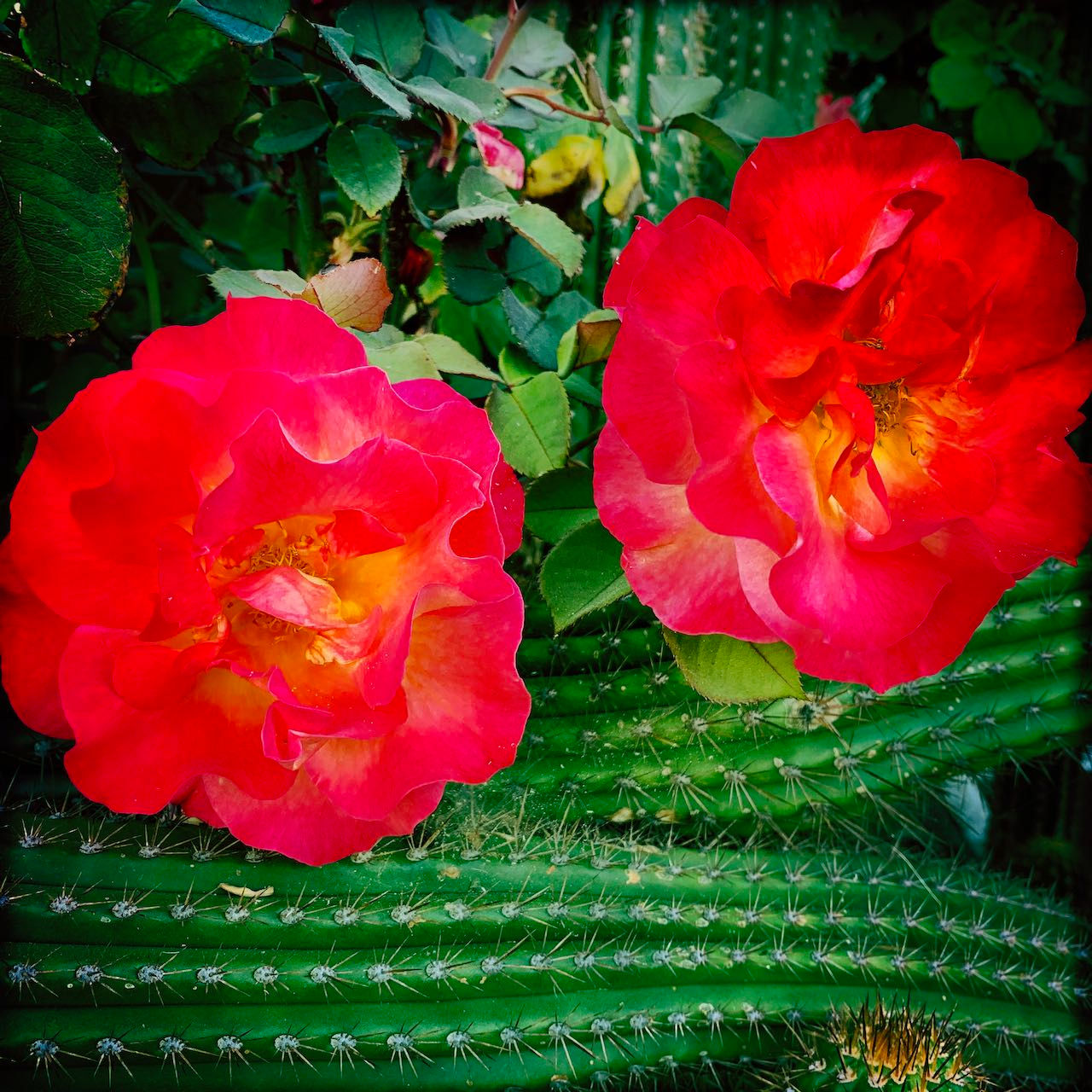 Cactus Rose 2