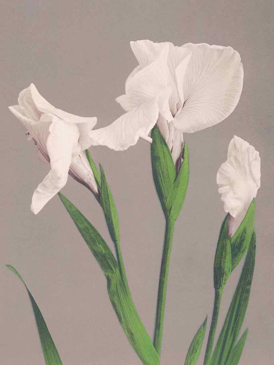 White Irises