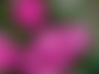 Growing Clematis - Everett Leeds