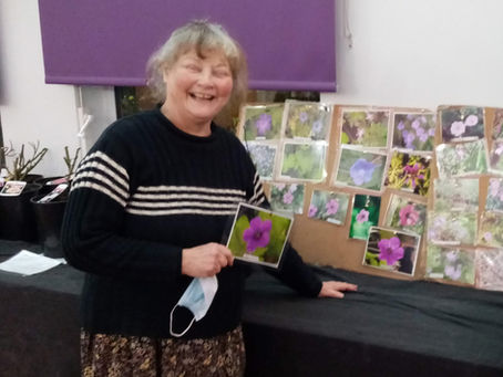 Hardy Geraniums  - Jacqueline Aviolet