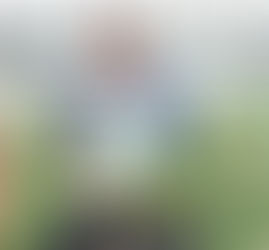 Ben Cross - Alstroemerias