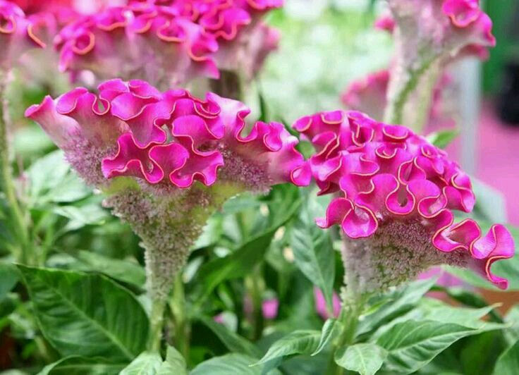 Miniatura: semillas - planta cresta de gallo"fucsia"