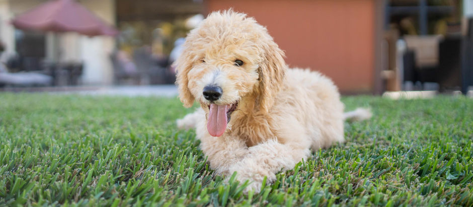 Top 5 Lawn Care Tips for a Picture-Perfect Yard