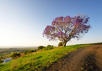 shutterstock_1270048717.png