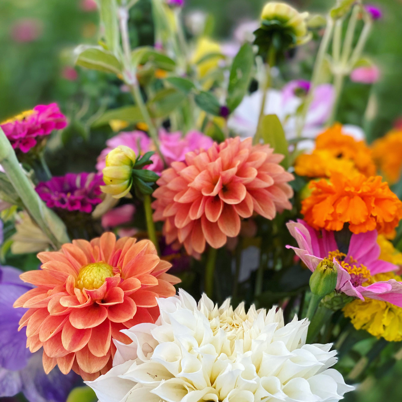 Shop TulipRidgeFlowerFarm