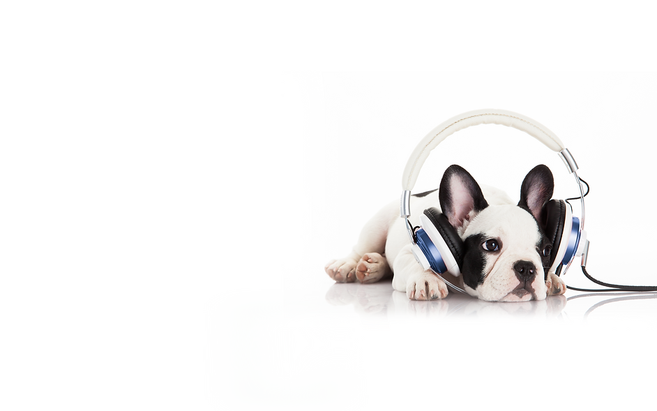 DAS Dog New Blue Background.png