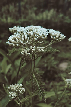 White yarrow blossoms growing in the Feral Hollow permaculture garden, reflecting our commitment to land-based, sustainable herbal medicine.