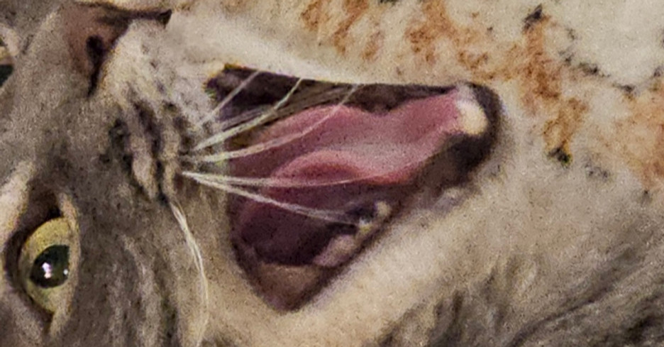 rambi_edited.jpg