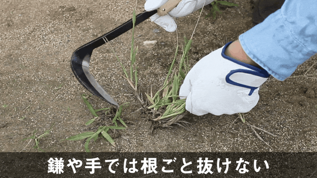 detail_35972_16618371297937.gif