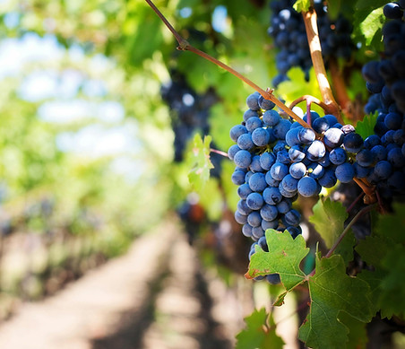 Racimo de uvas en viñedo