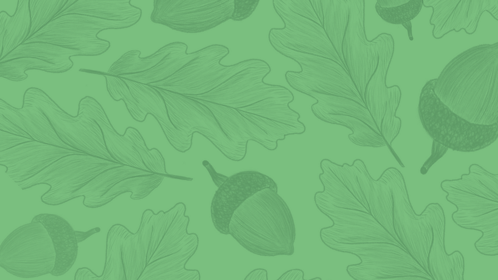 Drawing of acorns and oak tree leaves