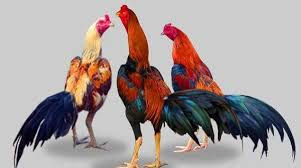 ไก่ชน เกมกีฬาออนไลน์