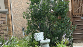 Garden with a toilet