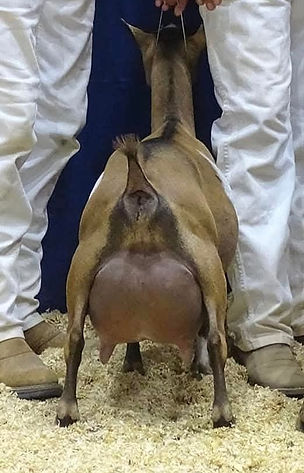 lil debutante udder.jpg