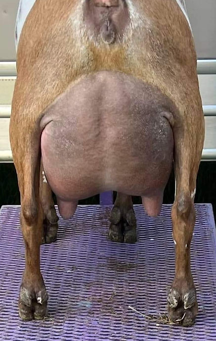 Winning Streak CM Chardonnay udder.jpg