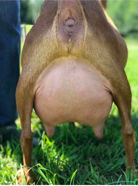22k gold udder.jpg