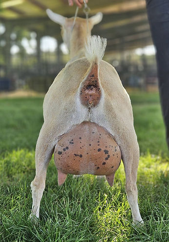 Cat2 udder.jpg