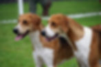 The IMFHA Foxhound Show 2025