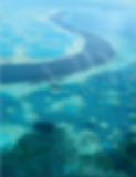 Reef.png