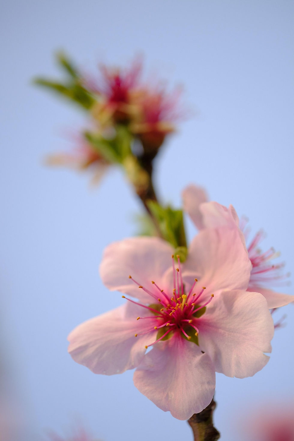 bru-no-flower-3363732_1920.jpg