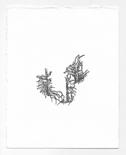 Imitation: Wood Impression
