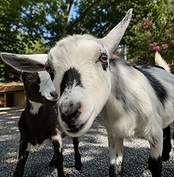 Goats.png