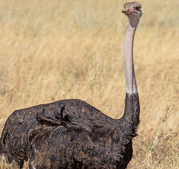Perched blue and orange bird_edited.jpg
