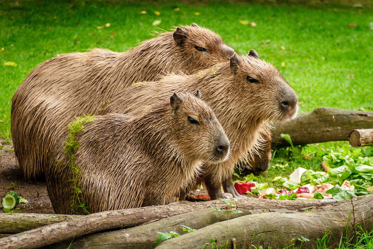 Capybaras at Staten Island Zoo