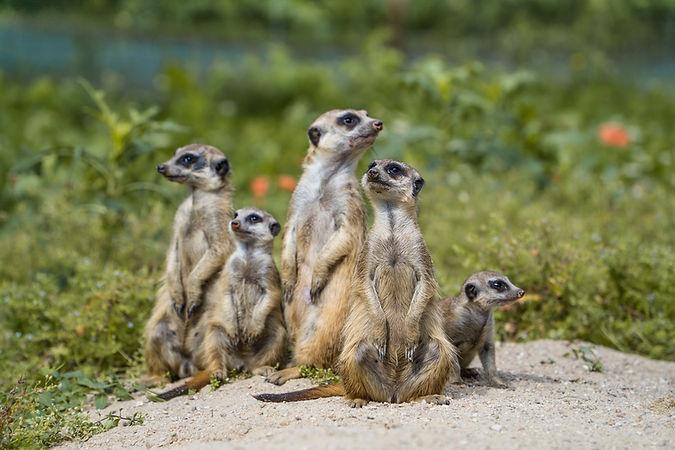 Meerkat Membership.jpg