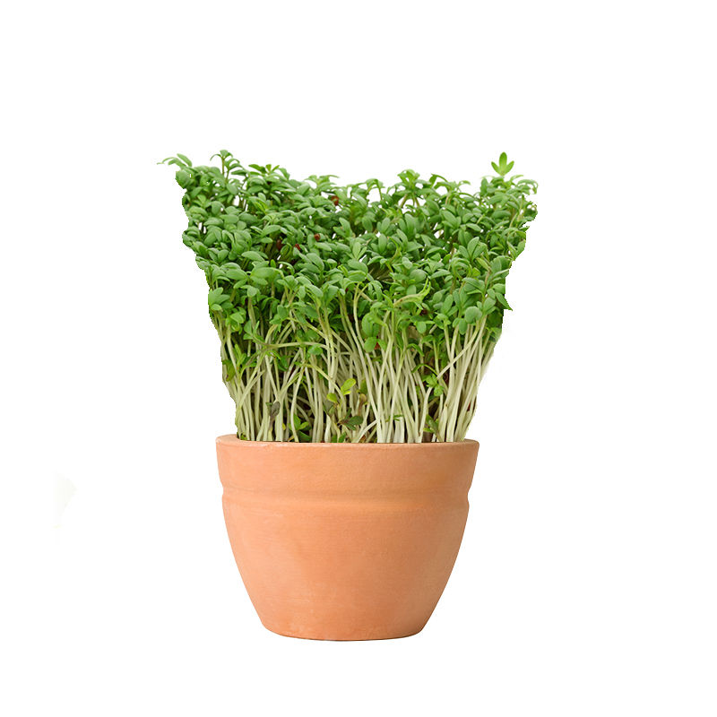 Potted Microgreens